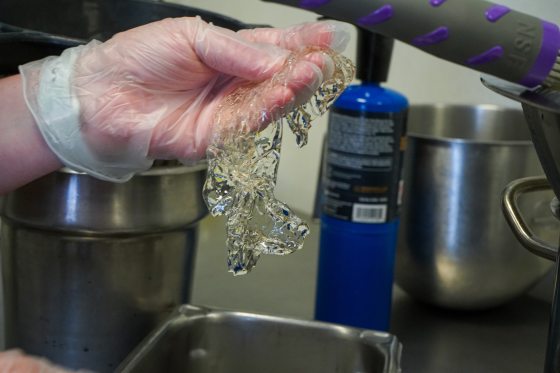 person in plastic gloves holding bloomed gelatin